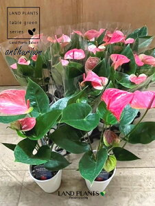 �y�P�[�X�̔��F11���z �A���X���E���i�s���N�j11�� 3.5�� �v���X�`�b�N�� �A���X �A���X�����[�� Anthurium