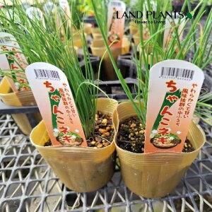 lMi`RlMj 3 |bgc 1 lM 񂱔K ˂ K tlM lM c c Allium fistulosum