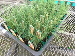 yP[X̔F28z lMiΏGFNVEj 3 |bgc 28 ΏG˂ ΏGK ˂ K tlM lM c c Allium fistulosum