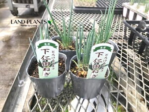 yP[X̔F28z lMimcFVj^j 3 |bgc 28 mclM mcK ˂ K tlM lM [lM c c Allium fistulosum