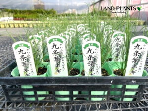 yP[X̔F28z lMit˂FNWEnlMj 3 |bgc 28 tlM tK ˂ K tlM lM [lM c c Allium fistulosum