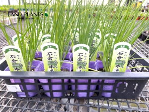 lMiΑq{˂FCVNCb|lMj 3 |bgc 1 [ ΑqlM Αq{K ˂ K tlM lM [lM [ c c Allium fistulosum