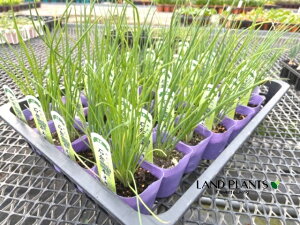 yP[X̔F28z lMiΑq{˂FCVNCb|lMj 3 |bgc 28 [ ΑqlM Αq{K ˂ K tlM lM [lM [ c c Allium fistulosum