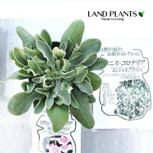 NjXERiAiGWFubVj 4.5 |bgc 1 ԕc c c Lychnis coronaria 'Angel's Blush' yΐ쌧Yz