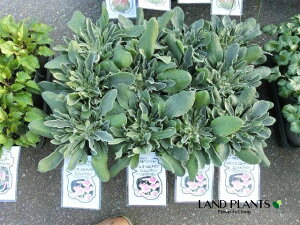 yP[X̔F12z NjXERiAiGWFubVj 4.5 |bgc 12 ԕc c c Lychnis coronaria 'Angel's Blush' yΐ쌧Yz