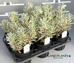 [tHrA iVo[Xj 5 vX`bN 1 [tHrAVo[X Euphorbia