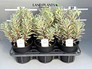 yP[X̔F6z [tHrA iVo[Xj 5 vX`bN 6 [tHrAVo[X Euphorbia