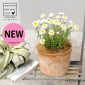 niJUViρFԂ񂴂j F X|bg V_^ 1yRRt@Co[z e LN } [_e AeCfX Rhodanthe anthemoides