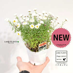 niJUViρFԂ񂴂j 3.5 |bgc 1e LN } [_e AeCfX Rhodanthe anthemoides