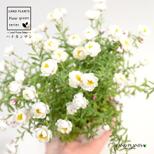 niJUViρFԂ񂴂j 3.5 |bgc 1e LN } [_e AeCfX Rhodanthe anthemoides