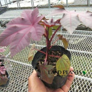 gES}iӖj 3.5 |bgc 1 q}i햃j Ђ܂i햃qj Ricinus communis