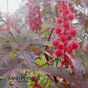 gES}iӖj 3.5 |bgc 1 q}i햃j Ђ܂i햃qj Ricinus communis