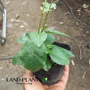 IJJiAJUJYF_Sj 3.5 |bgc 1 ȂЂႭ₭ u킩 uJ |cƈꌬ Anredera cordifolia