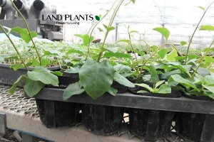 yP[X̔F24z IJJiAJUJYF_Sj 3.5 |bgc 24 ȂЂႭ₭ |cƈꌬ u킩 uJ Anredera cordifolia