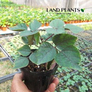 hRXEuuiFtW}j 3.5 |bgc 1 hRXuu ZSN} AW} Dolichos lablab