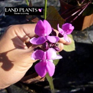 hRXEuuiFtW}j 3.5 |bgc 1 hRXuu ZSN} AW} Dolichos lablab