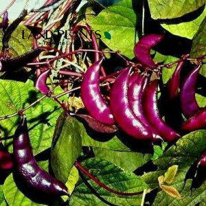 hRXEuuiFtW}j 3.5 |bgc 1 hRXuu ZSN} AW} Dolichos lablab