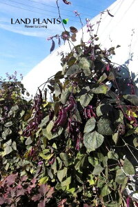 yP[X̔F24z hRXEuuiFtW}j 3.5 |bgc 24 hRXuu ZSN} AW} Dolichos lablab