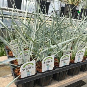 yP[X̔F24z bJiXg[^j 3 |bgc 24 bJXg[^ rbOxhbJ yucca rostrata