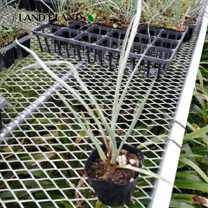 bJigLAij 3 |bgc 1 bJgLAi gNA[i Yucca treculeana