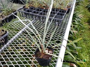 yP[X̔F24z bJigLAij 3 |bgc 24 bJgLAi gNA[i Yucca treculeana