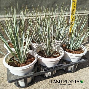 bJiXg[^j 6 vX`bN 1 bJXg[^ rbOxhbJ yucca rostrata