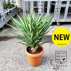 hZiibJEVo[X^[j 8 vX`bN 1 bJVo[X^[ dracaena yucca silver star
