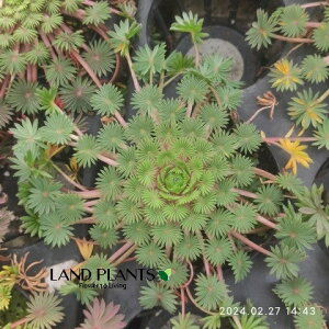 yVgiz ILUXiNWNm}CFE̕j 2.5 |bgc 1 ILUX p~t Oxalis palmifrons