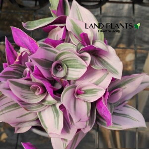 gfBXJ`Aiik[Nj 3.5 |bgc 1 gfBXJ`Aik[N Tradescantia