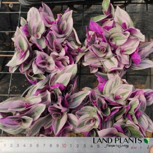 yP[X̔F10z gfBXJ`Aiik[Nj 3.5 |bgc 10 gfBXJ`Aik[N Tradescantia