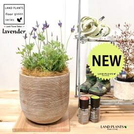 ラベンダー（レースラベンダー） デザインの良い テラコッタ鉢 35cm 1鉢【ココファイバー】 Lavender 3