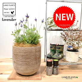 ラベンダー（レースラベンダー） デザインの良い テラコッタ鉢 1鉢【ココファイバー】 Lavender 3