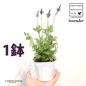 ラベンダー（レースラベンダー）1鉢 3.5号 ポット苗 フレンチラベンダー 多花性 Lavandula