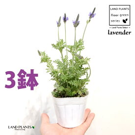 ラベンダー（レースラベンダー）3鉢 3.5号 ポット苗 フレンチラベンダー 多花性 Lavandula