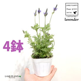ラベンダー（レースラベンダー）4鉢 3.5号 ポット苗 フレンチラベンダー 多花性 Lavandula