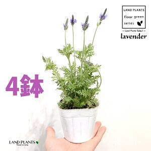 ���x���_�[�i���[�X���x���_�[�j4�� 3.5�� �|�b�g�c �t�����`���x���_�[ ���Ԑ� Lavandula