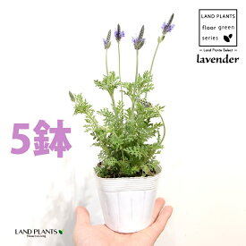 ラベンダー（レースラベンダー）5鉢 3.5号 ポット苗 フレンチラベンダー 多花性 Lavandula