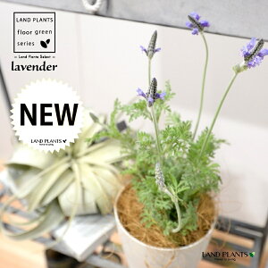 x_[i[Xx_[j 4 F vX`bN 1 t`x_[ Ԑ Lavandula