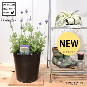 x_[i[Xx_[j c 7 vX`bN |bgc 1 H35cmx Lavender 3