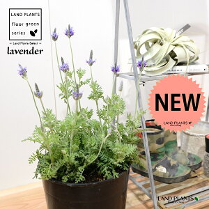 x_[i[Xx_[j c 7 vX`bN |bgc 1 H35cmx Lavender 3