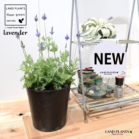 ラベンダー（レースラベンダー） 苗木 7号 プラスチック ポット苗 1鉢 H35cm程度 Lavender 3