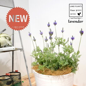ラベンダー（レースラベンダー） 8号 白色 セラアート鉢 1鉢 H40cm程度【ココファイバー】 Lavender 4