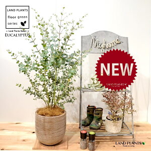 [JiOj[j fUC̗ǂ eRb^ 1 yRRt@Co[z Eucalyptus