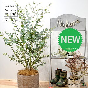 [JiOj[j fUC̗ǂ eRb^ 1 yRRt@Co[z Eucalyptus