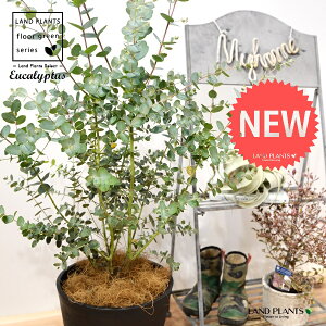 [JiOj[j 8 F ZA[g 1 yRRt@Co[EMz Eucalyptus
