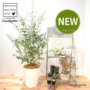 [JiOj[j 8 F ZA[g 1 yRRt@Co[EMz Eucalyptus