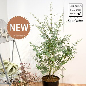 [JiOj[jc 7 vX`bN |bgc 1 Eucalyptus