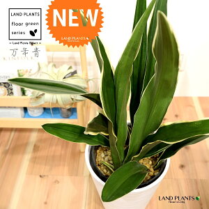 �I���g�F���N�i�s��j 8�� ���F �Z���A�[�g�� 1�� H70cm���x �y��M�E�y�΁z ���u���T�C�Y ��^ ���_���I���g �L�c������ ��j���i ���N�� ���^ ���^�A�b�v Rohdea japonica