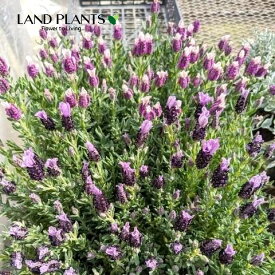 ラベンダー（ストエカス） 3.5号 ポット苗 1鉢 フレンチラベンダー 多花性 Lavandula