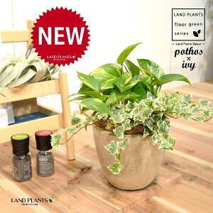 �|�g�X×�A�C�r�[�i������j �G�b�O�^ ���E���h���픫 S�T�C�Y 1�� H30cm���x �y�R�R�t�@�C�o�[�z ���u���T�C�Y ��^ �I�[���A �w�f�� �� �t�C�� �I�E�S���J�Y�� ������ �� Pothos hedera